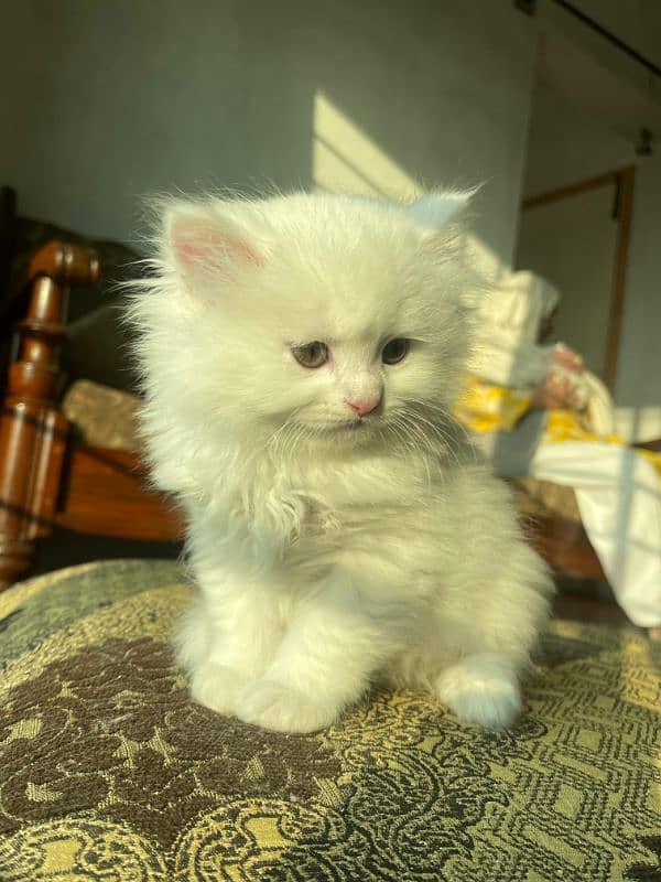 5 Persian Kittens for Sale(1.5 Months Age, Litter trained) 4