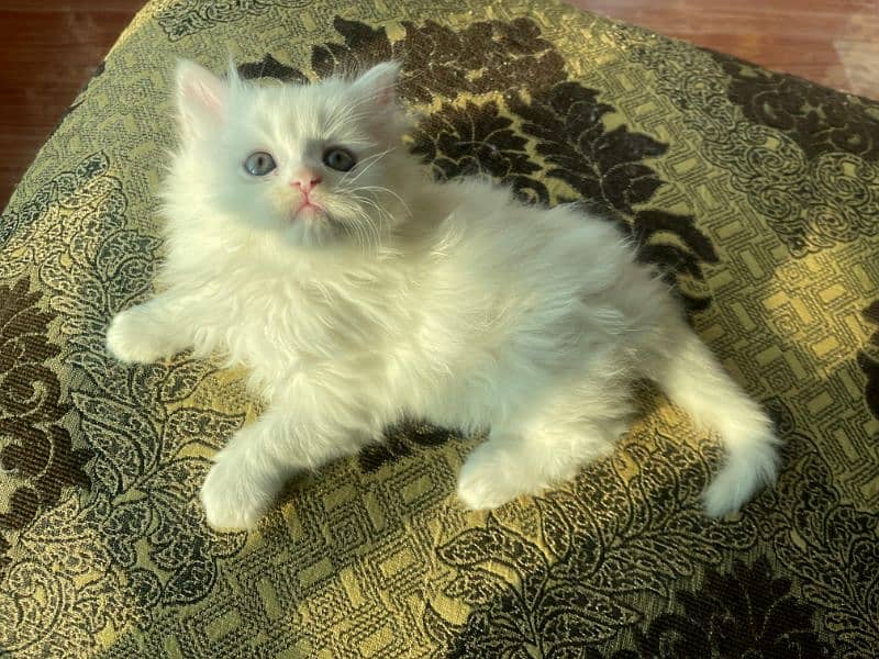 5 Persian Kittens for Sale(1.5 Months Age, Litter trained) 5