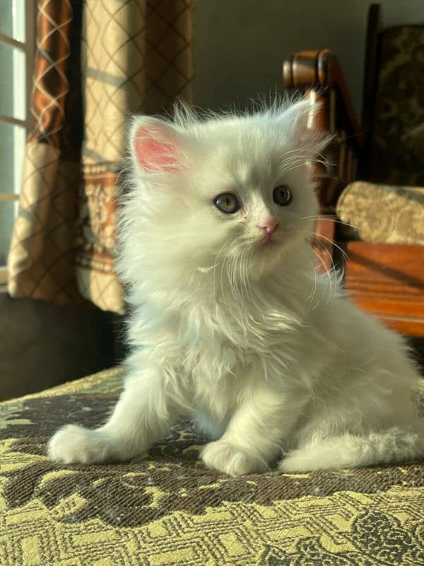 5 Persian Kittens for Sale(1.5 Months Age, Litter trained) 6