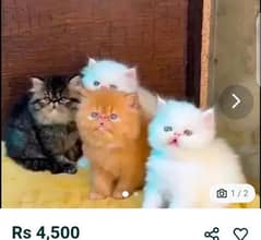 Persian cat for sale male or female my WhatsApp 0329=36=83=390