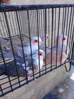 Diamond pied Red pied Blue Pied