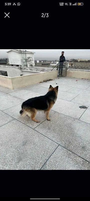 gsd long coat male 1