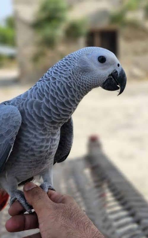 hand taim 6 month grea parrot 0