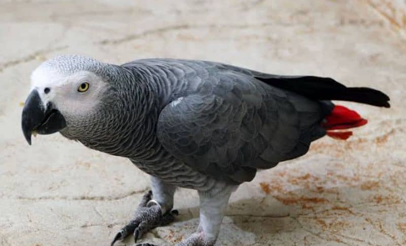 hand taim 6 month grea parrot 1