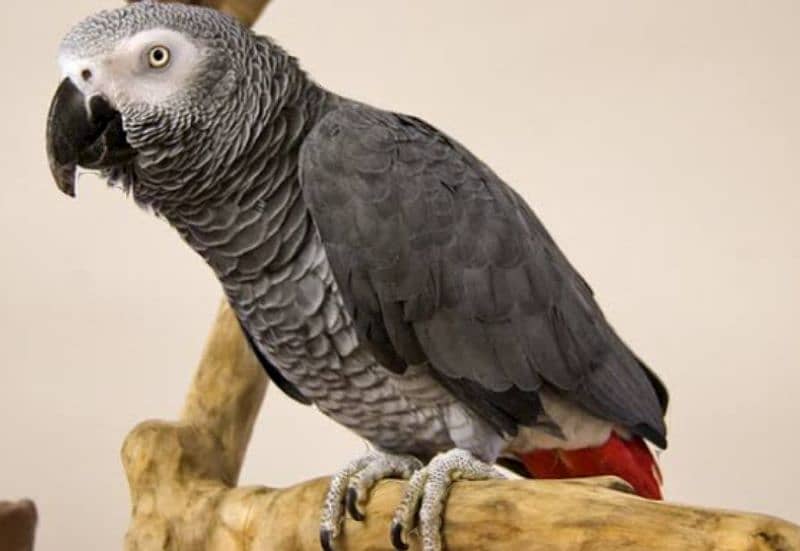 hand taim 6 month grea parrot 2