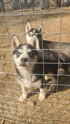 Husky puppies