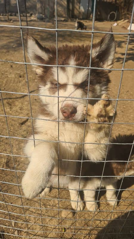 Husky puppies 1