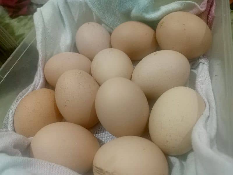 eggs for sale 2