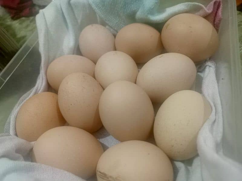 eggs for sale 4