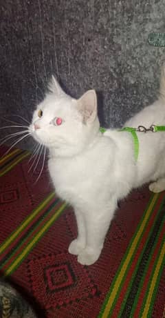 Persian Cat For sale