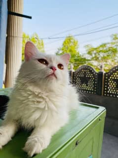 White Female Persian Cat