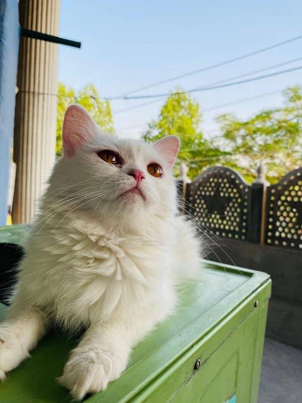 White Female Persian Cat 0