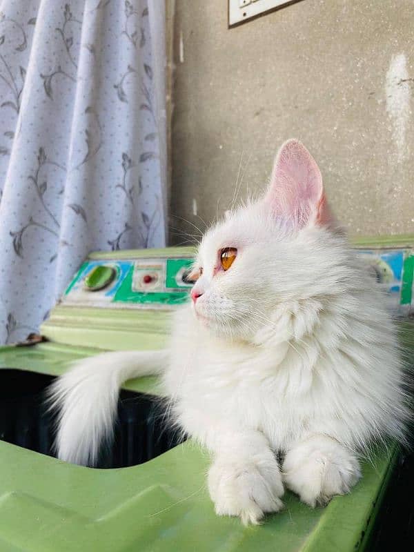 White Female Persian Cat 1