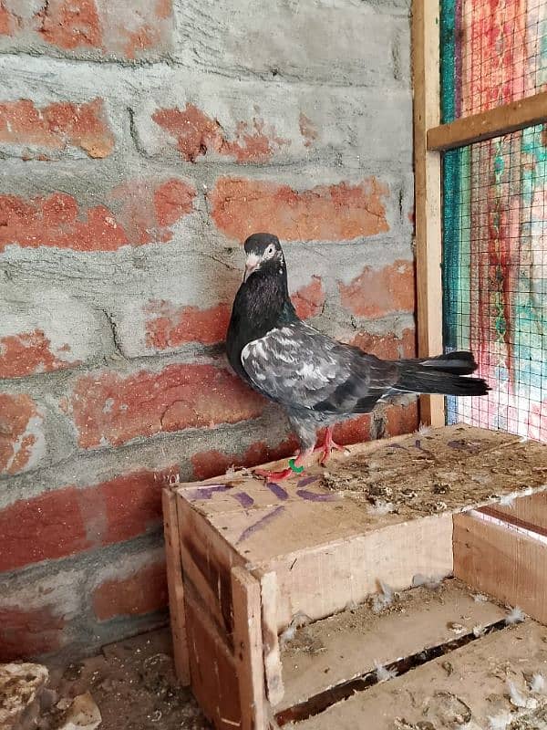 Teddy pigeon for sale 0