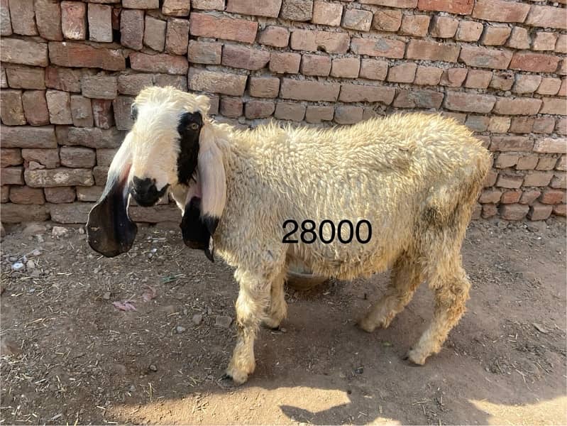 Kajla dumba or bakra sale k lia available hai 0