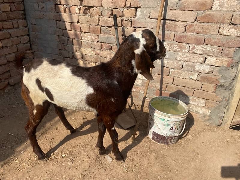 Kajla dumba or bakra sale k lia available hai 2