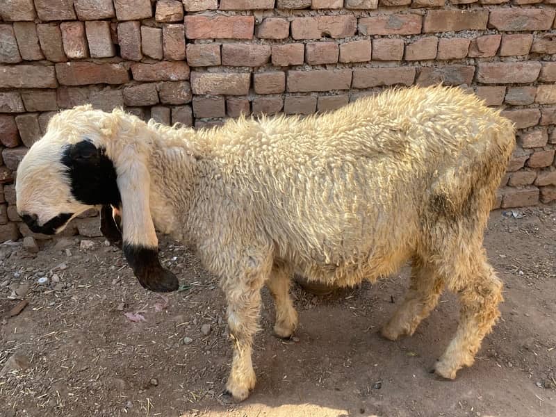 Kajla dumba or bakra sale k lia available hai 3