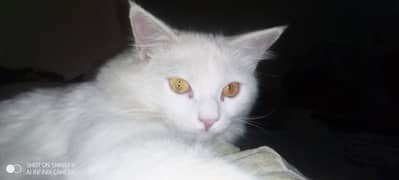 Turkish angora cat for sale