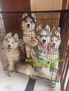 husky wooly coat puppy male