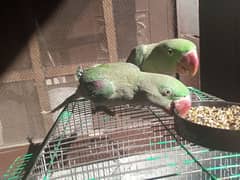 raw parrots pair