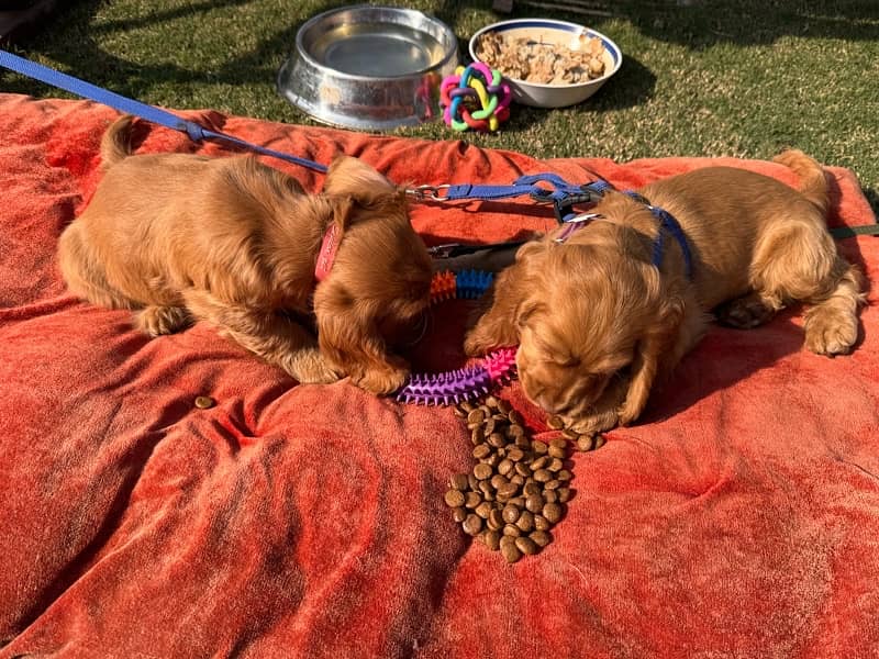 healthy vaccinated puppy 1