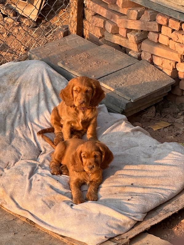 healthy vaccinated puppy 2