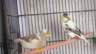 Canary pair for sale