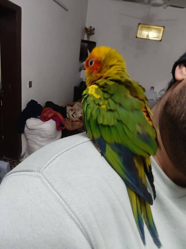 sun conure (fully tammed) 3