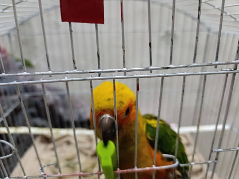 sun conure (fully tammed) 6