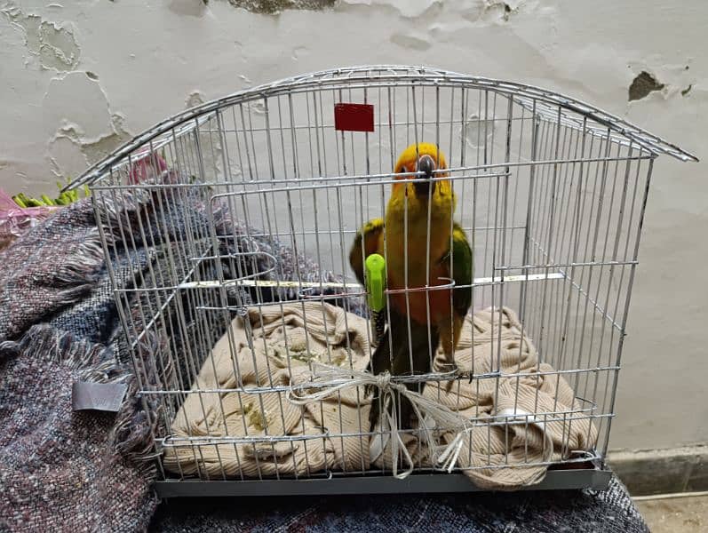 sun conure (fully tammed) 7