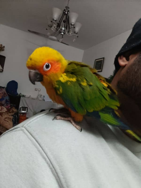 sun conure (fully tammed) 8