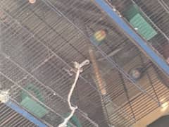 all birds with cage 8portion  03121338102