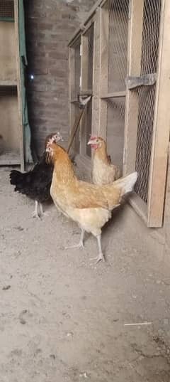 Desi hen