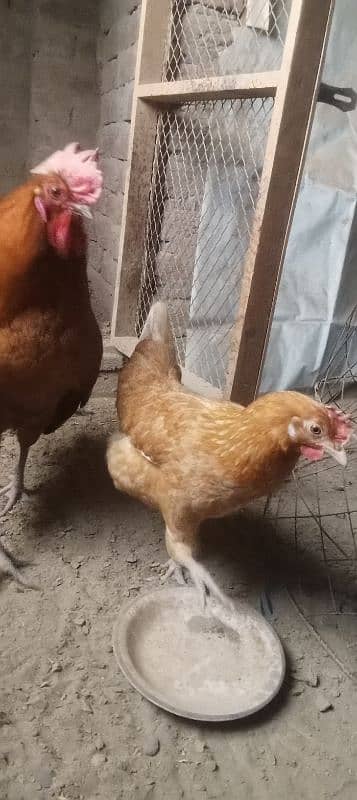 Desi hen 4