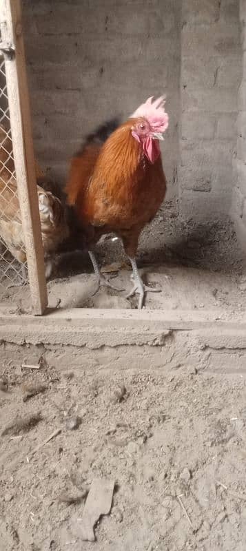 Desi hen 6