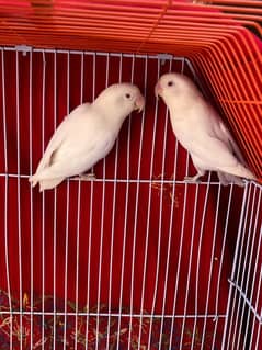 Albino Red eyes Bonded pair