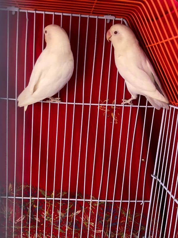 Albino Red eyes Bonded pair 1