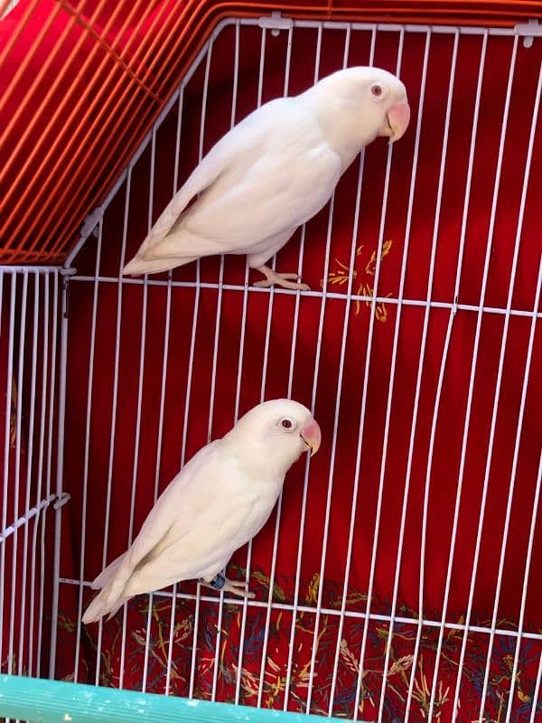 Albino Red eyes Bonded pair 2