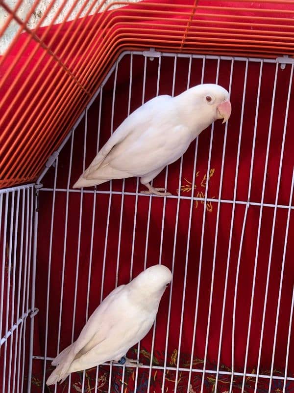 Albino Red eyes Bonded pair 3