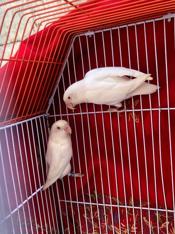 Albino Red eyes Bonded pair 4