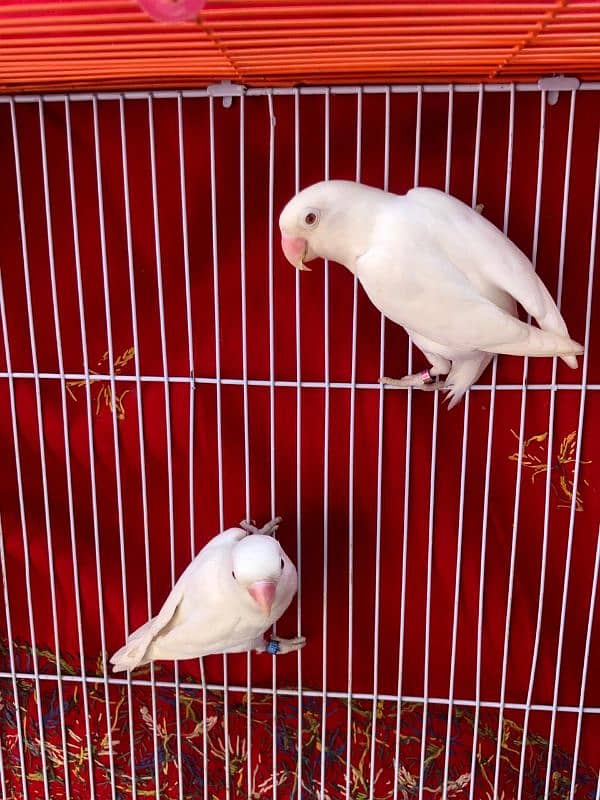 Albino Red eyes Bonded pair 5