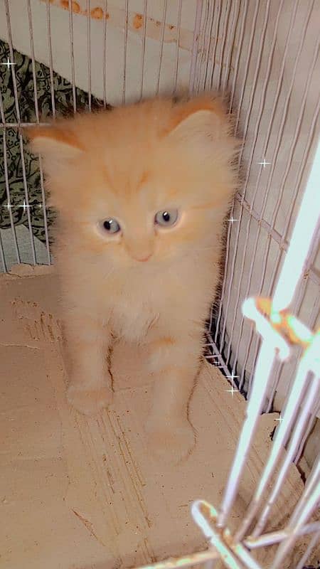 Persian Cat Kids 1