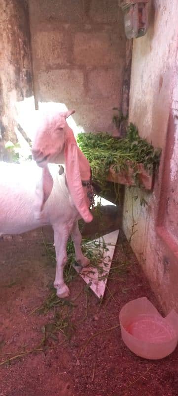 gulabi bakri, goat 0