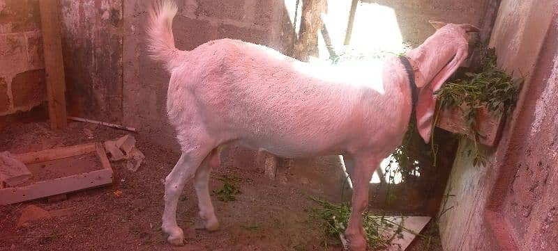 gulabi bakri, goat 1