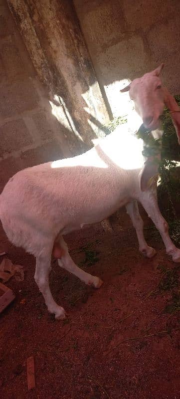 gulabi bakri, goat 3