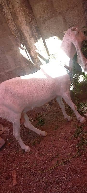 gulabi bakri, goat 4