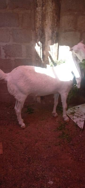 gulabi bakri, goat 7