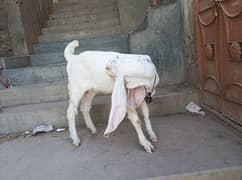 gulabi Bakri full white