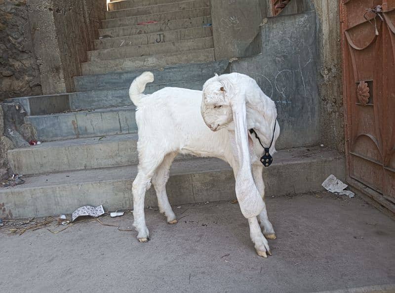 gulabi Bakri full white 2