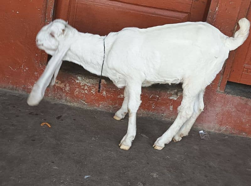 gulabi Bakri full white 3